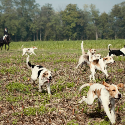 Foxhounds Pack when Hunting