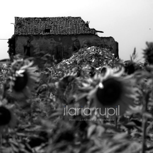Ruins among Sunflowers in Rovereto sulla Secchia